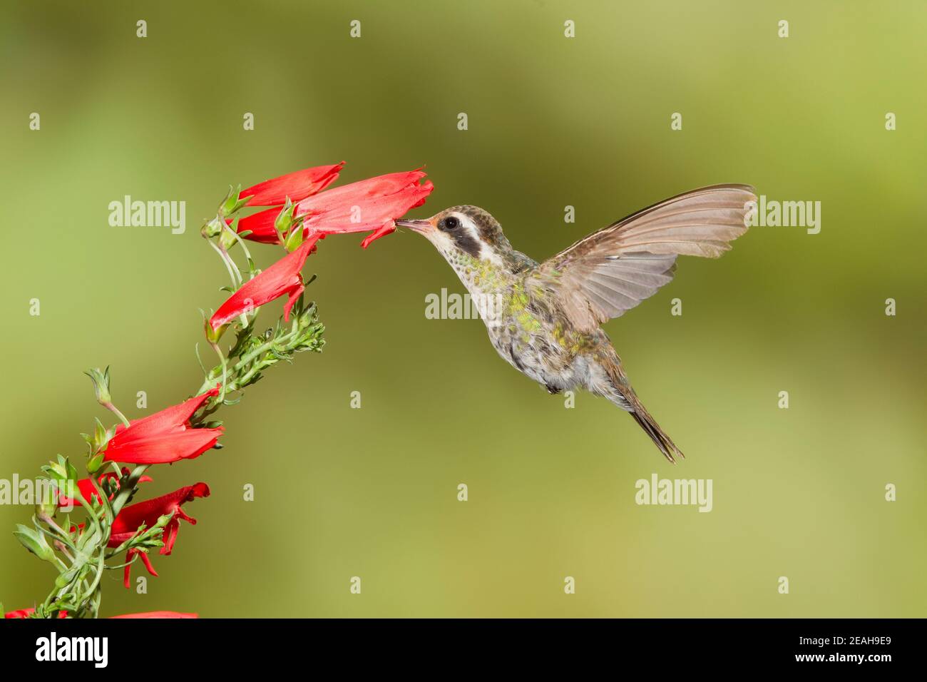 Femmina di colibrì bianco, Hylocharis leucotis, che si nutra a Penstemon barbatus flower. Piume primarie di molatura. Foto Stock