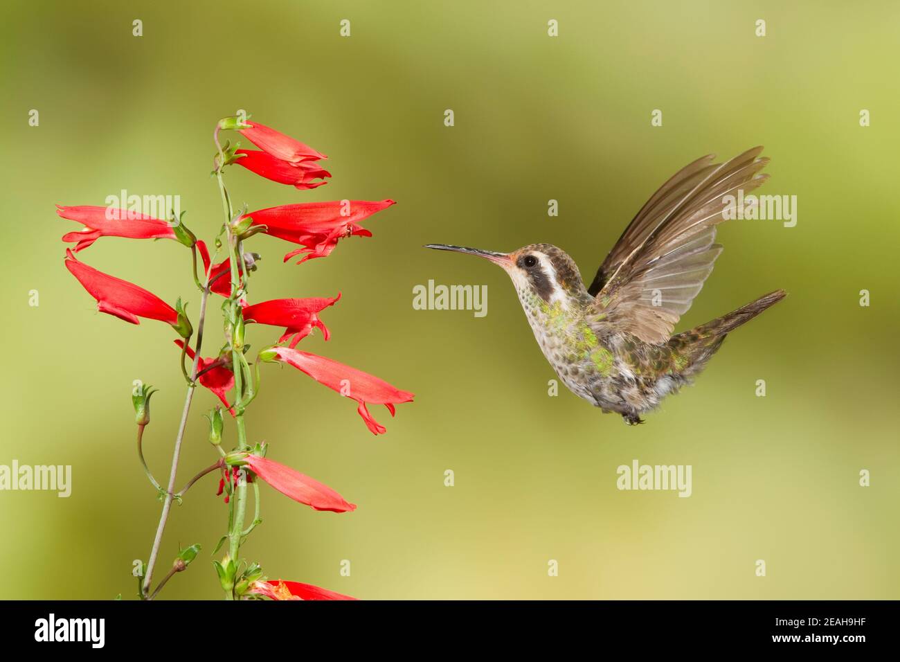 Femmina di colibrì bianco, Hylocharis leucotis, che si nutra a Penstemon barbatus flower. Piume primarie di molatura. Foto Stock