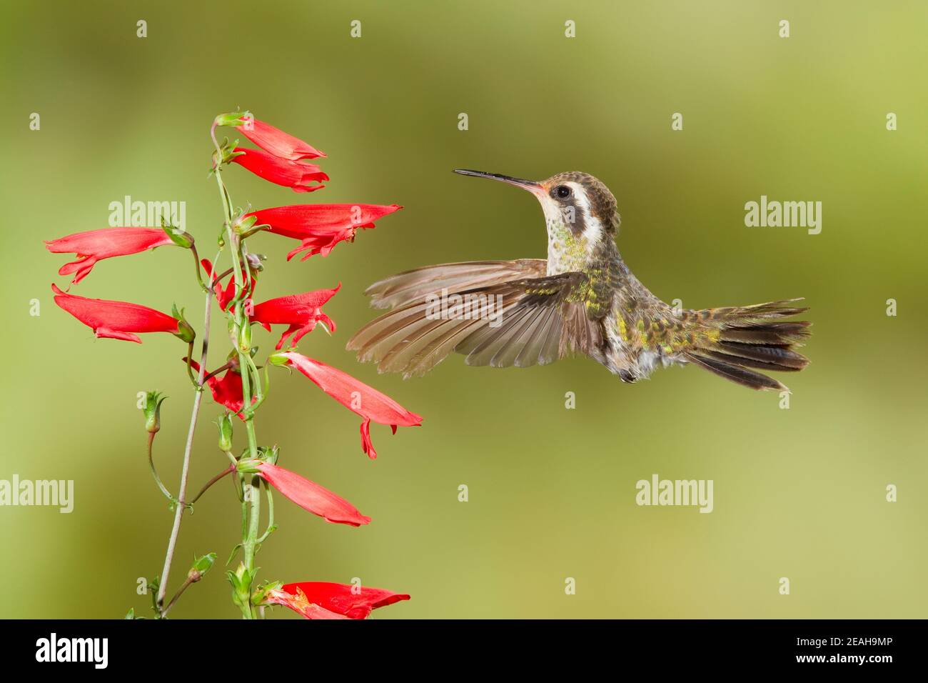 Femmina di colibrì bianco, Hylocharis leucotis, che si nutra a Penstemon barbatus flower. Piume primarie di molatura. Foto Stock