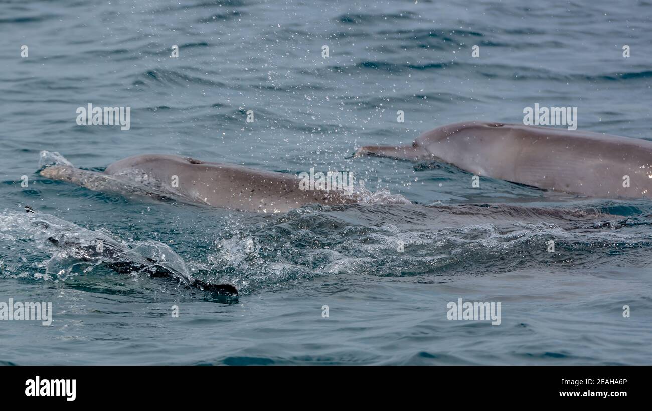 Delfini in acqua Foto Stock