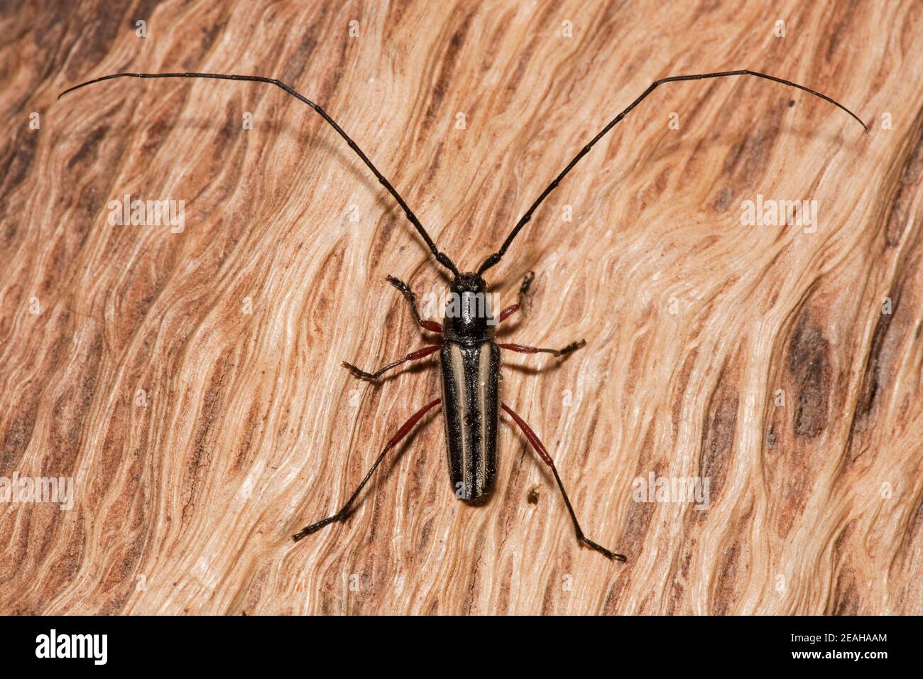 Beetle a corna lunga, Sphaenothecus bivittata, Cerambycidae. Lunghezza corpo 11 mm. Foto Stock