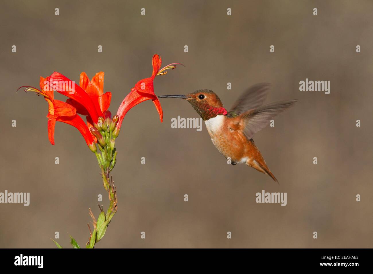 Allen's Hummingbirtd maschio, Seleasforus sasin, che si nuce a cape honeysuckle fiore, Tecoma capensis. Foto Stock