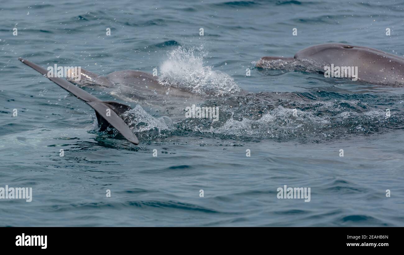 Delfini in acqua Foto Stock