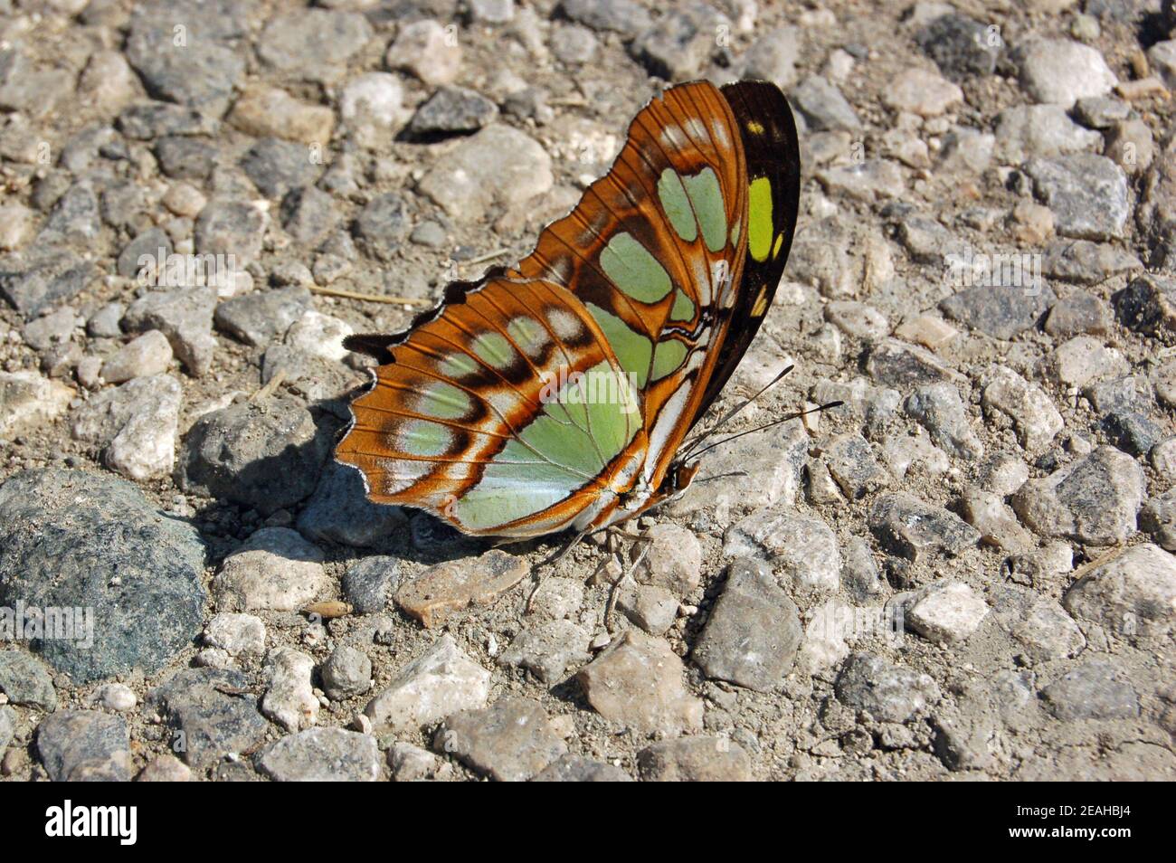 Una bella farfalla malachita verde e nera che riposa su un sentiero di pietra a Cuba. Foto Stock