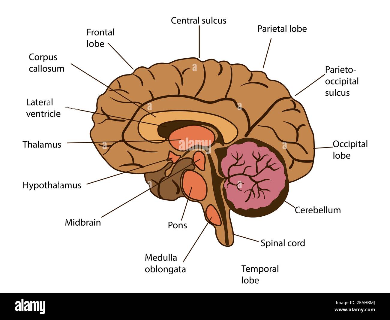 Illustrazione isolata vettoriale dei componenti cerebrali nella testa dell'uomo. Anatomia dettagliata del cervello umano. Illustrazione Vettoriale