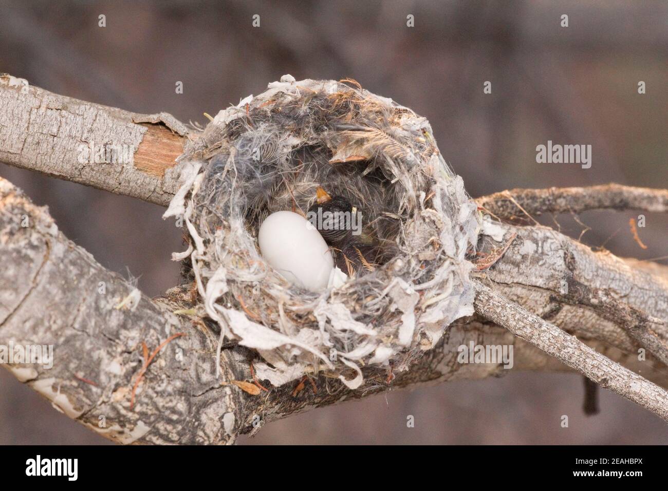 Costa's Hummingbird nido n°2 primo uovo botola, Calypte Costae. Foto Stock