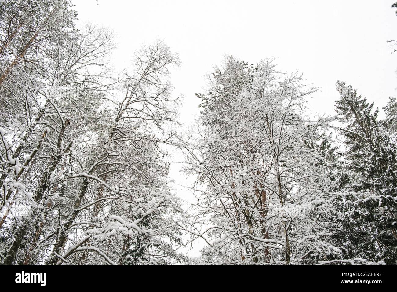 Atmosferica bellissimo paesaggio invernale. Coperta di neve alberi della foresta. Natura invernale dello sfondo. Foto Stock