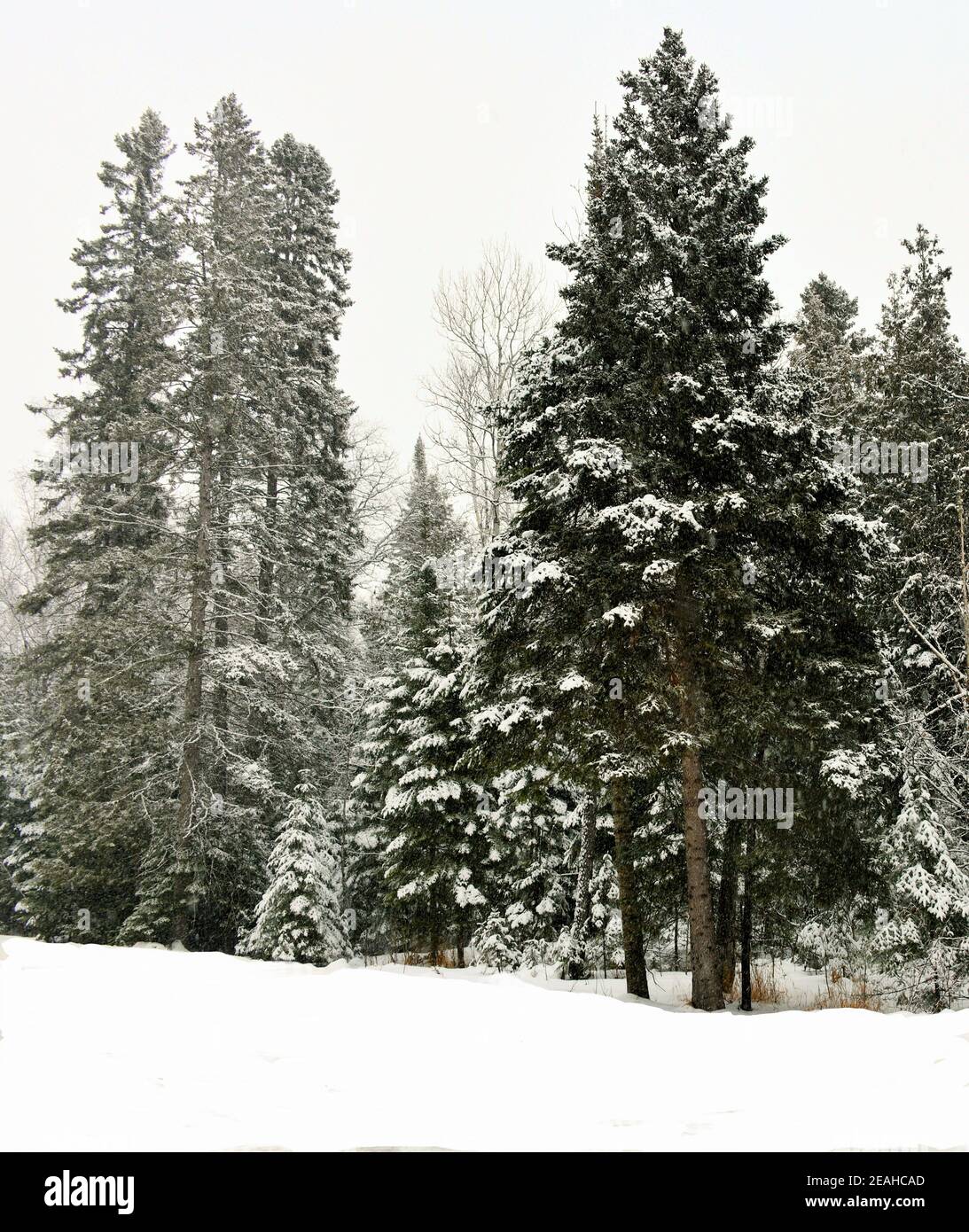 Nature bellezza in un caldo giorno d'inverno canadese. Foto Stock