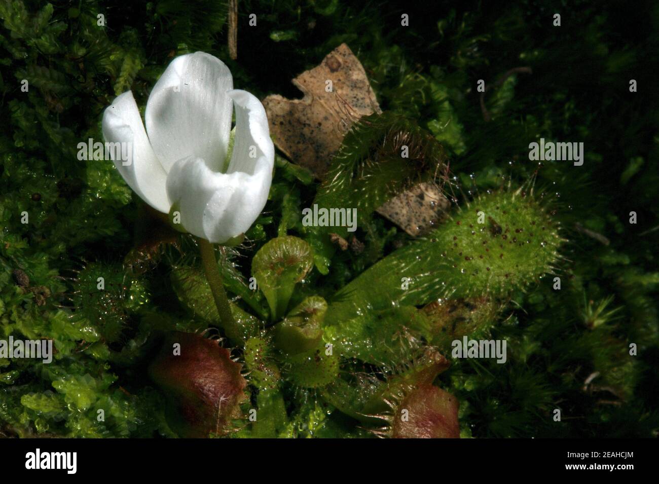 Guardando così innocente - questa pianta è un killer mortale - di insetti. Una rugiada profumata (Drosera Whitakeri) in fiore, attirando insetti con il suo profumo. Foto Stock