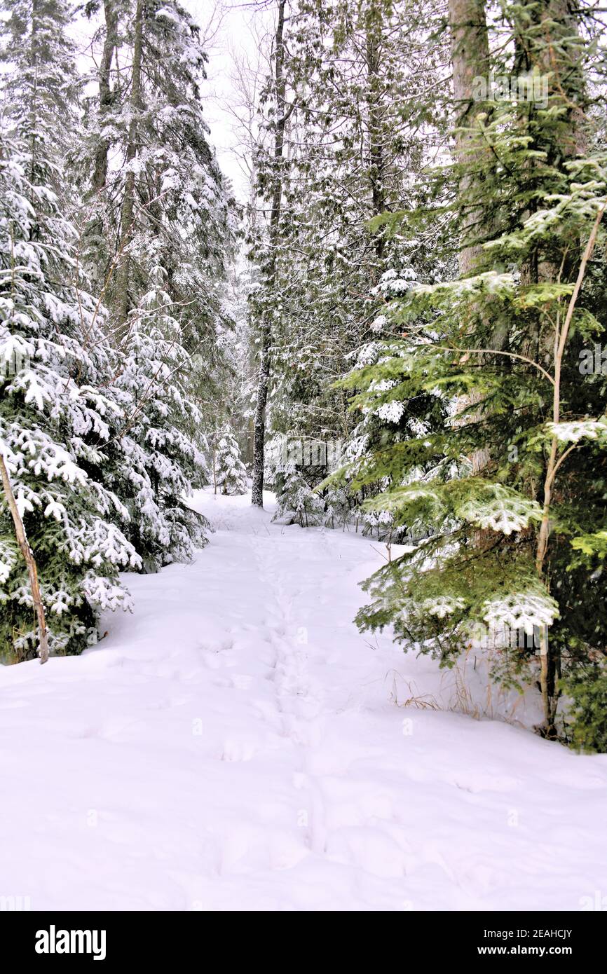 Un percorso per lo sci di fondo, le racchette da neve e le passeggiate corre attraverso la foresta innevata in un giorno di inverni canadesi. Foto Stock