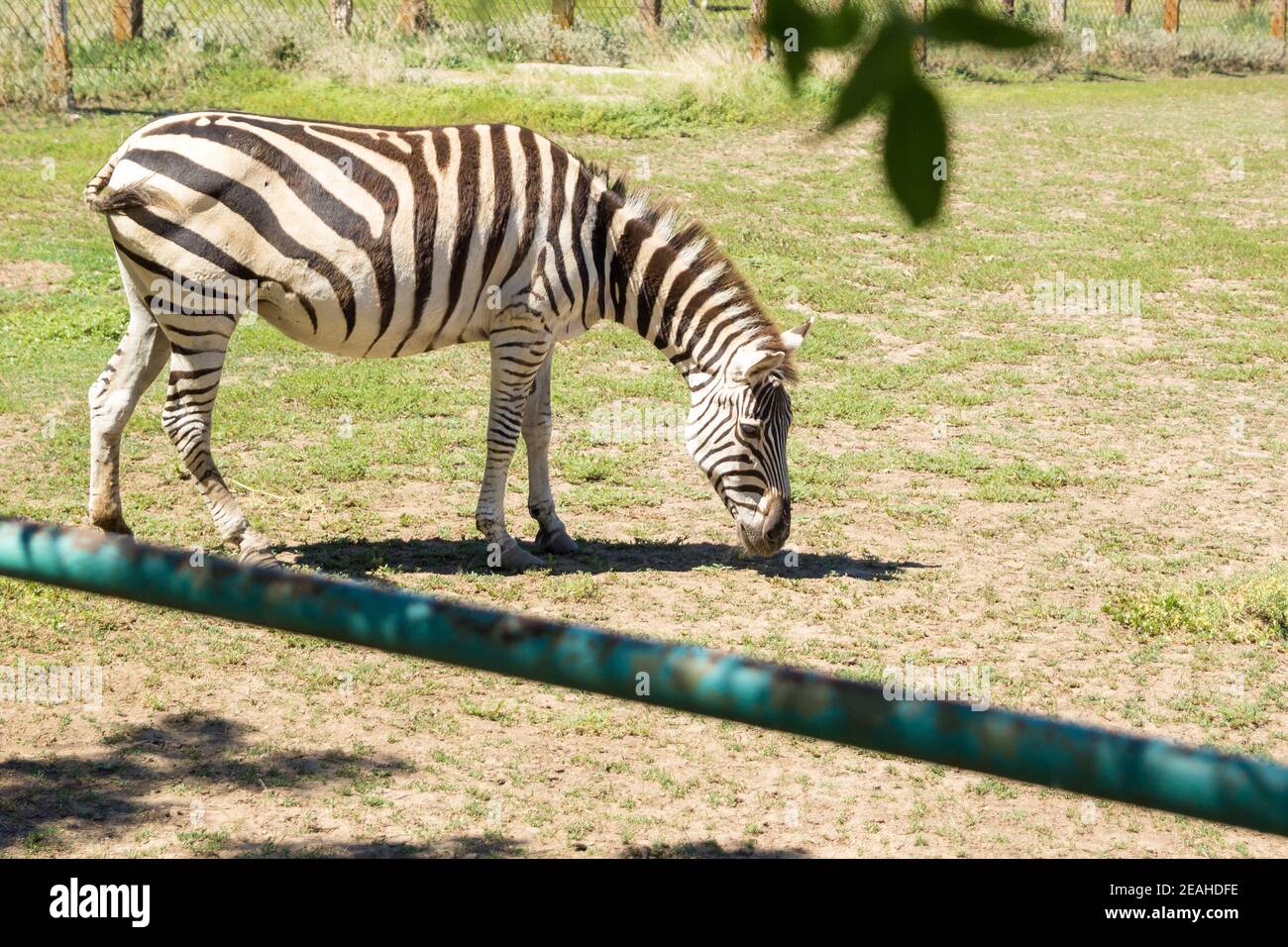 Zebra erbivoro africano pascolo animale sull'erba steppa Foto Stock