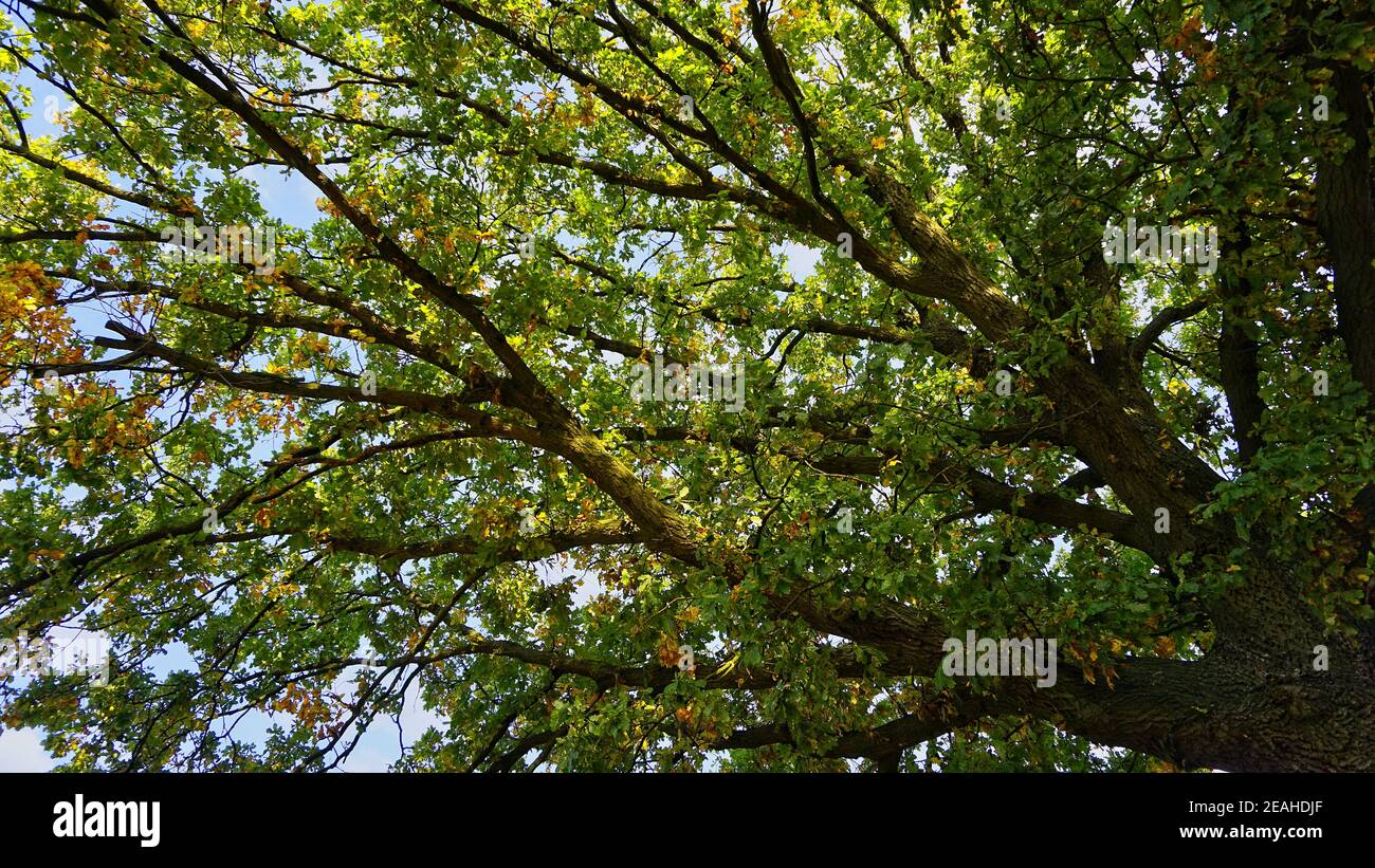 corona d'albero nella stagione autunnale Foto Stock
