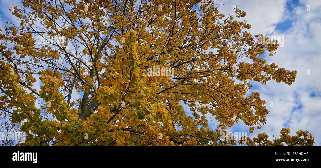 corona d'albero nella stagione autunnale Foto Stock