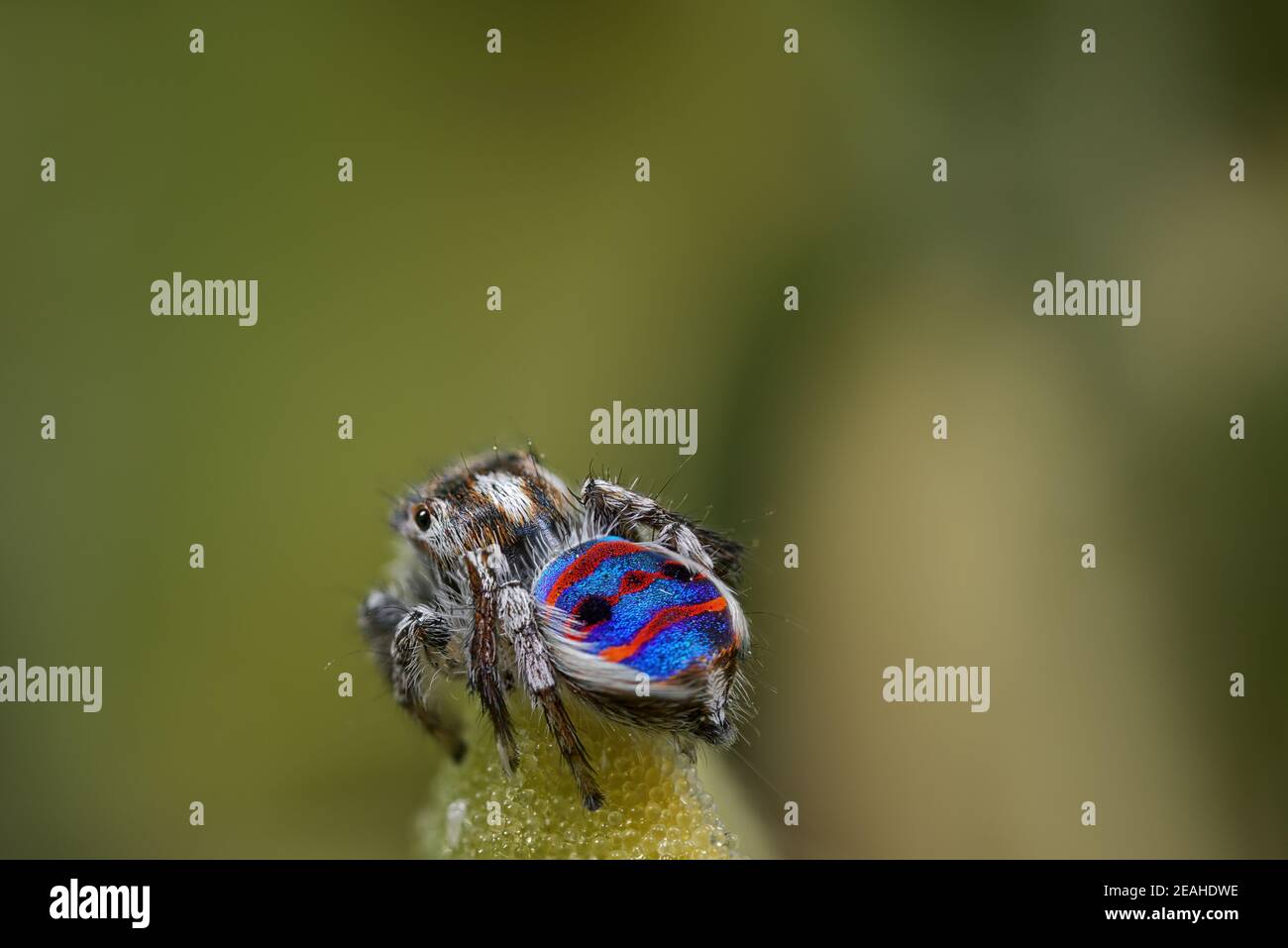 Ragno costiero di pavone - Maratus speciosus, Australia Occidentale Foto Stock Ragno costiero di pavone - Maratus speciosus, Australia Occidentale Foto Stock