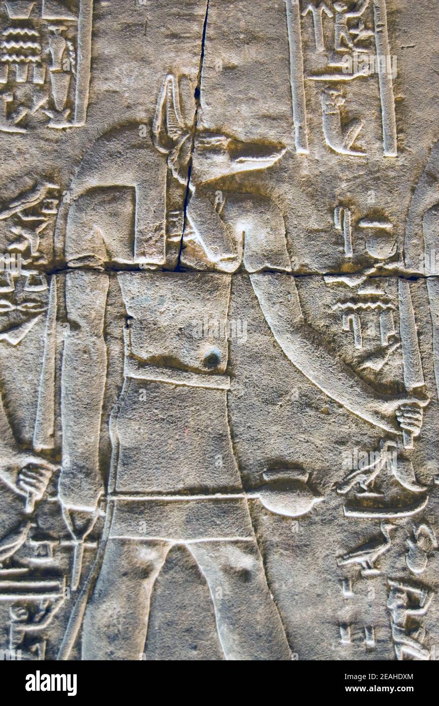 Antica scultura geroglifica egiziana del dio incamiciato Anubis. Cappella interna del Tempio di Horus, Edfu, Egitto. Foto Stock