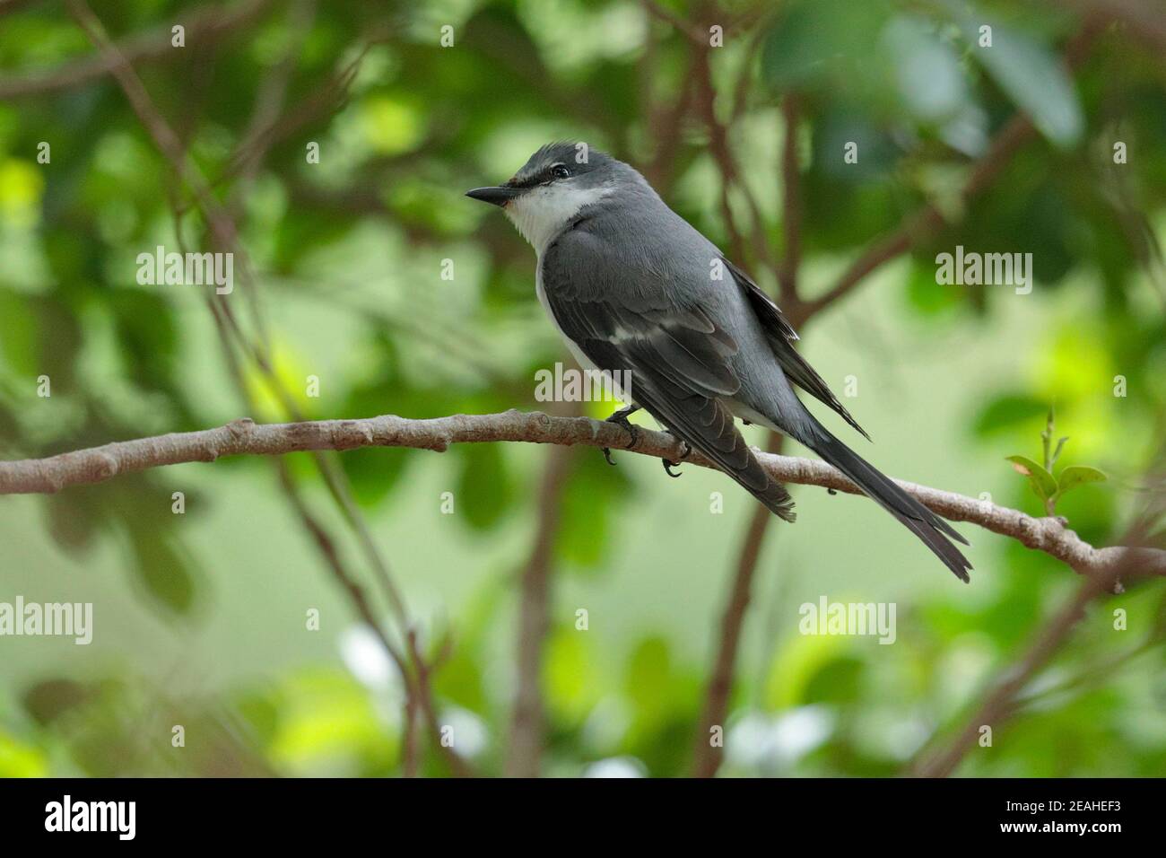 Ashy Minivet (Pericrocotus divaricatus), adulto, Isola di po Toi, a sud di Hong Kong, Cina 4 aprile 2019 Foto Stock