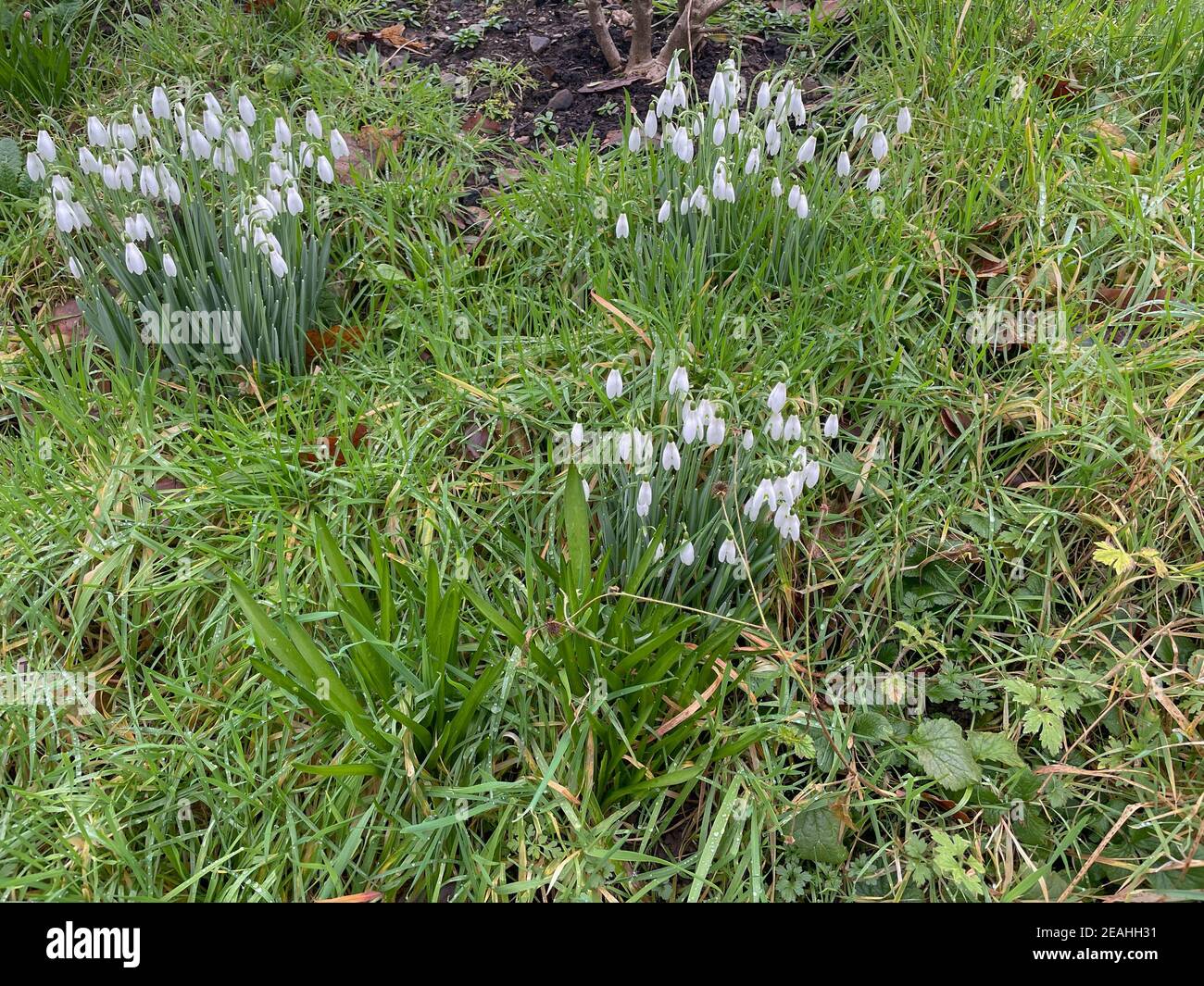 Gruppo di Snowdrops bianchi in fiore d'inverno (Galanthus) che crescono su una banca erbosa in un giardino rurale del Devon rurale, Inghilterra, Regno Unito Foto Stock