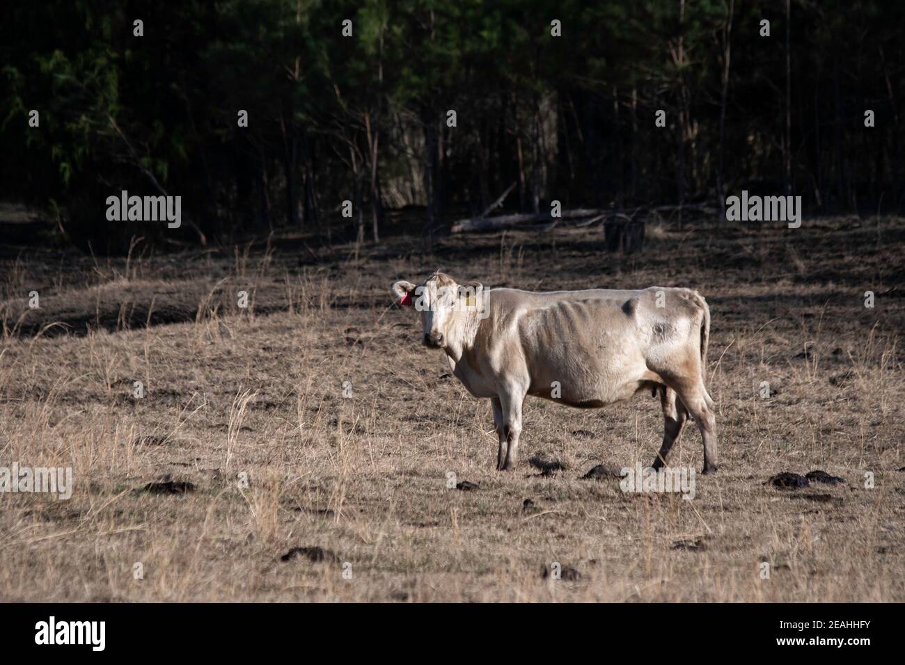 Sottile mucca di manzo crossbred in piedi in un pascolo invernale marrone, dormiente in Alabama. Foto Stock