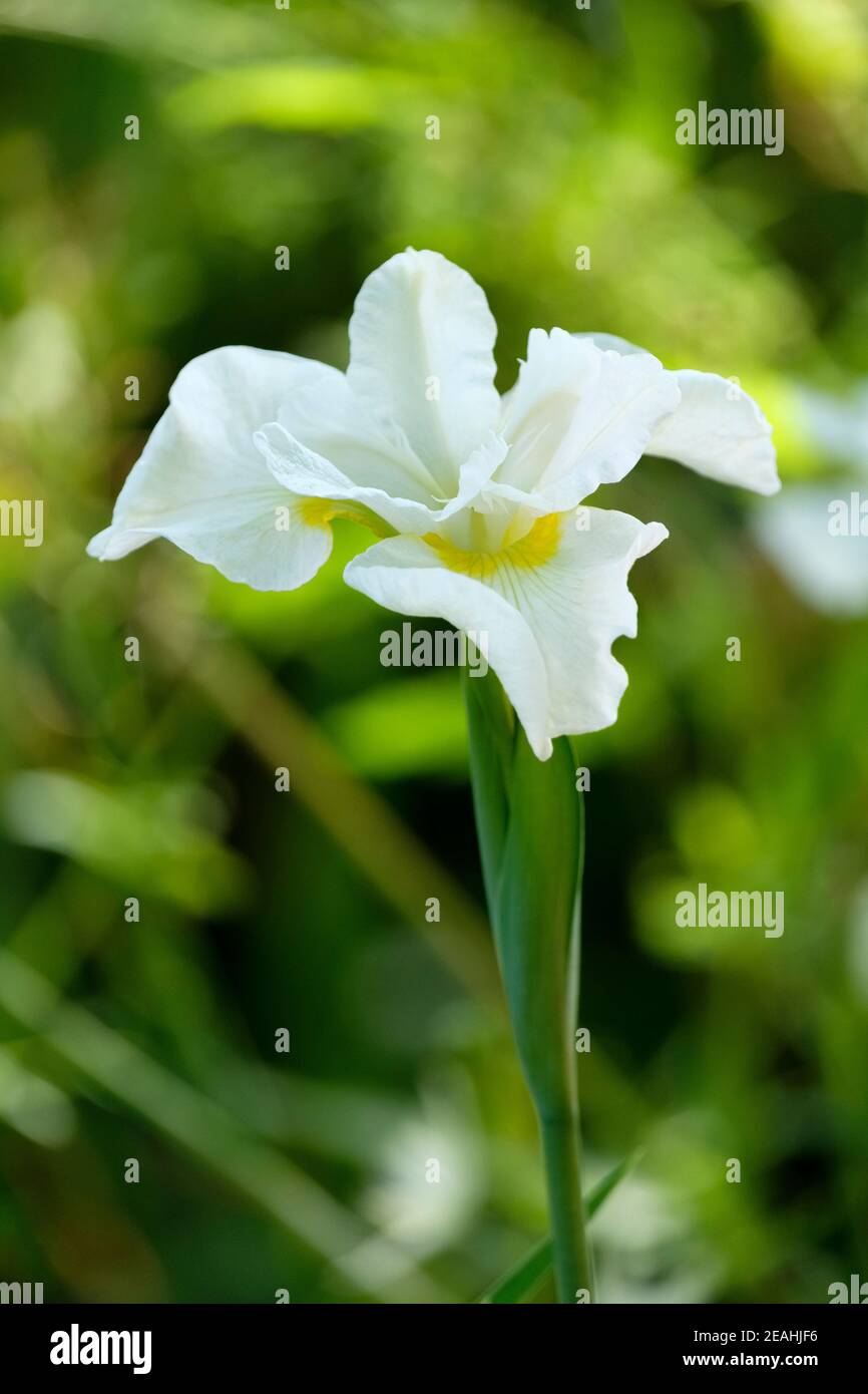 Iris sibirica "White Swirl". Iris siberiano "Swirl bianco". Bianco iris fiore Foto Stock