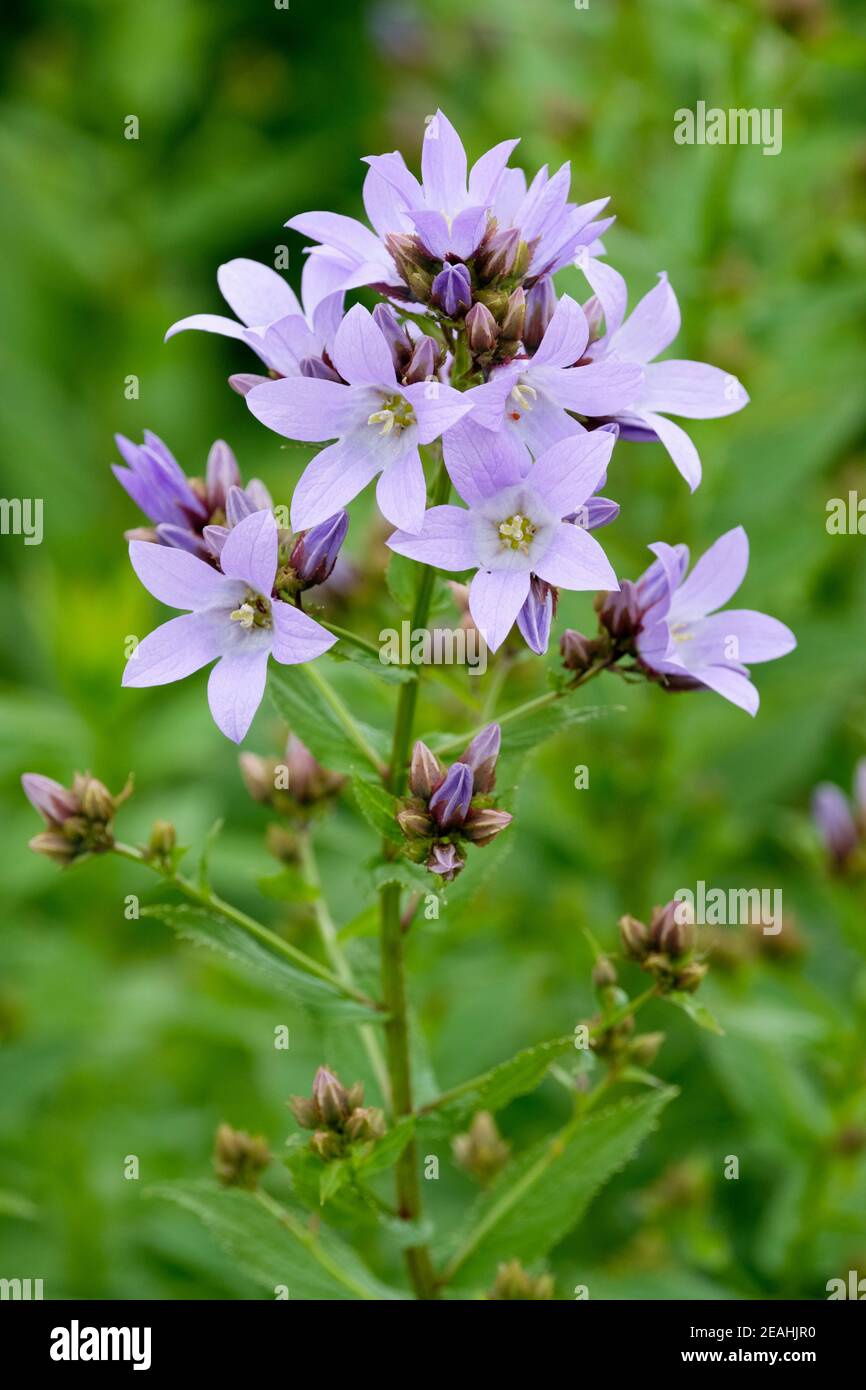 Fiori blu chiaro a forma di campana di Campanula lactiflora 'Croce Blu', Latty Bellflower 'Croce Blu' Foto Stock