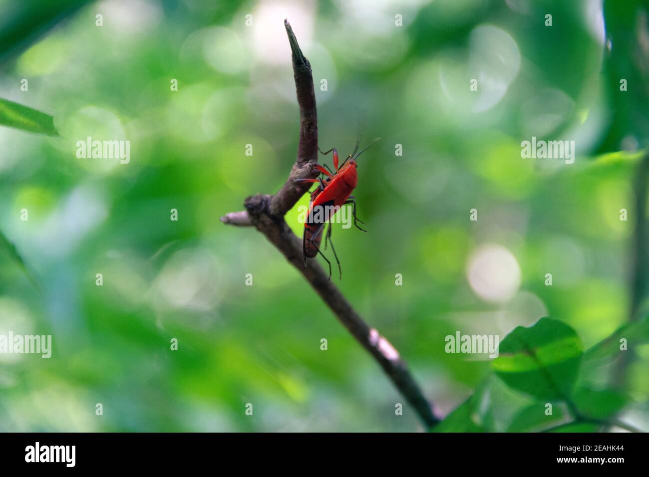 Bug rosso. Bedbugs tropicali predatori in Sri Lanka. Predator e preda Foto Stock