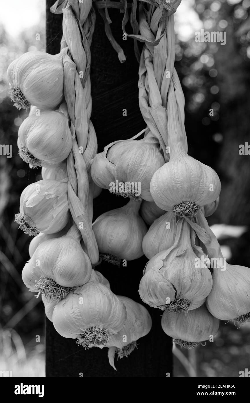 Una treccia d'aglio in bianco e nero con molti aglio lampadine Foto Stock
