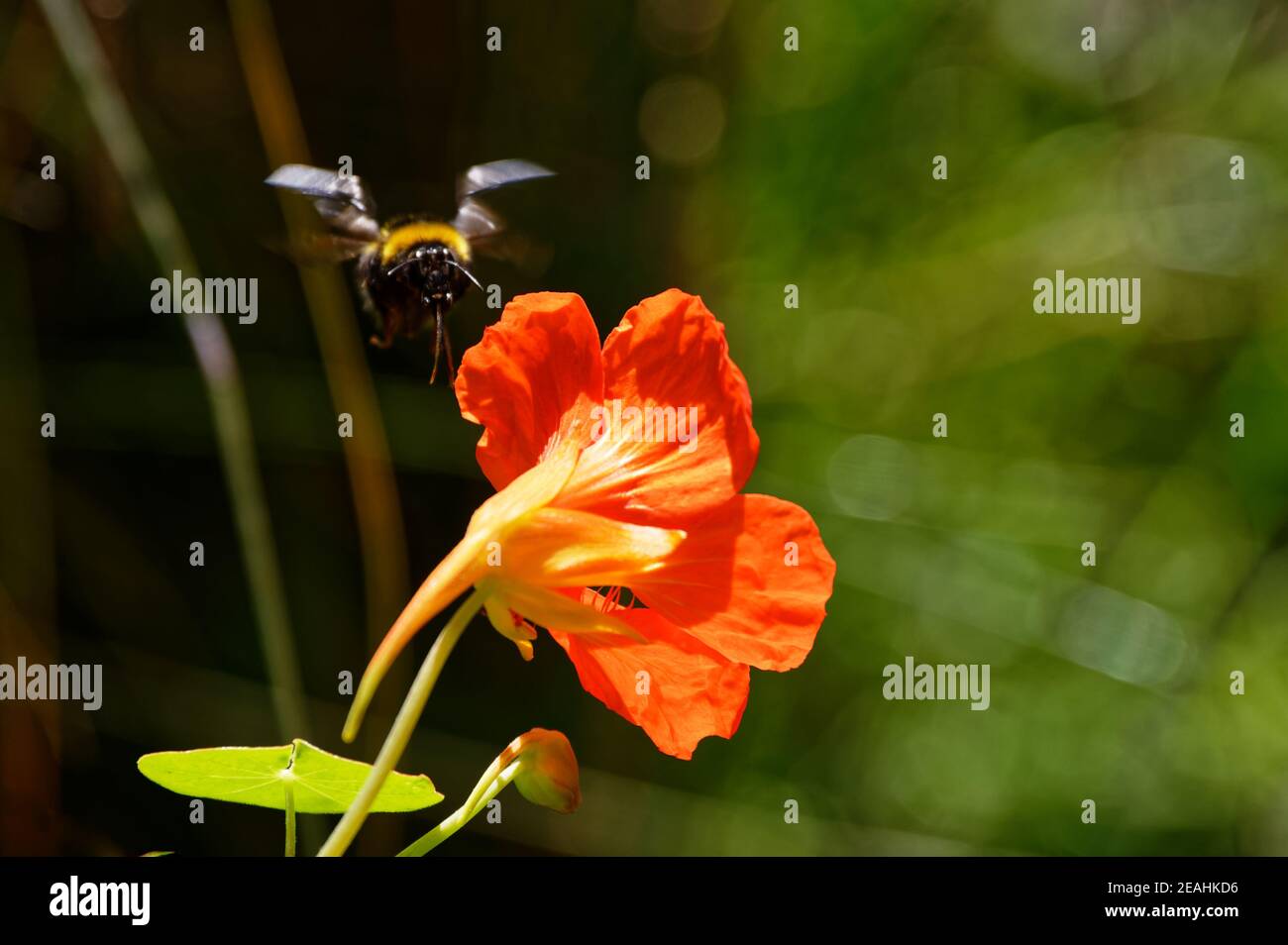 Un'ape bumble vola dentro per godere il nettare di un Geranium arancione bello, una pianta popolare del giardino Foto Stock