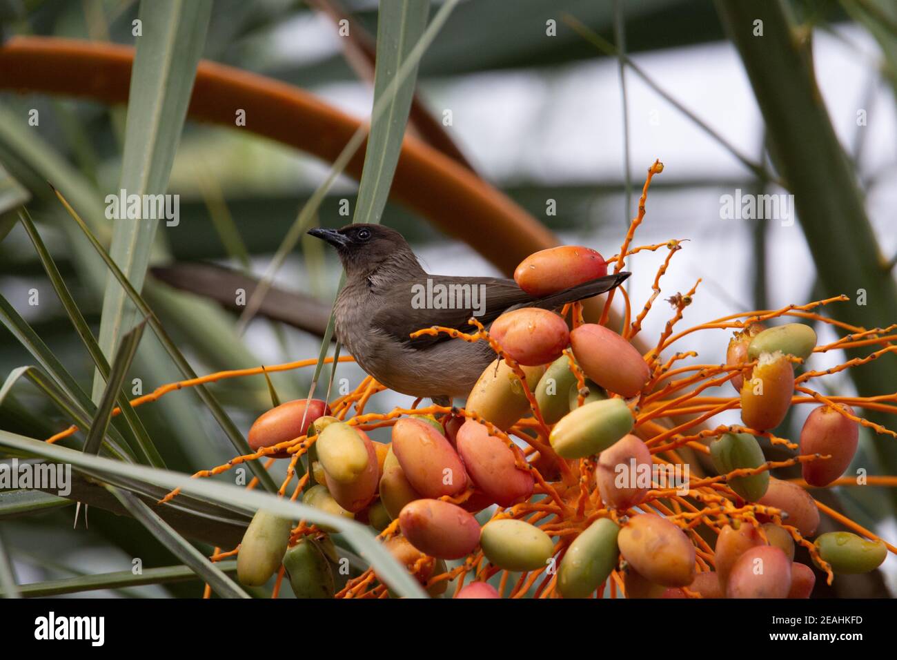 Bulbul comune (Pycnonotus barbatus) un bulbul comune in una palma da dattero arancione e rosso albero Foto Stock