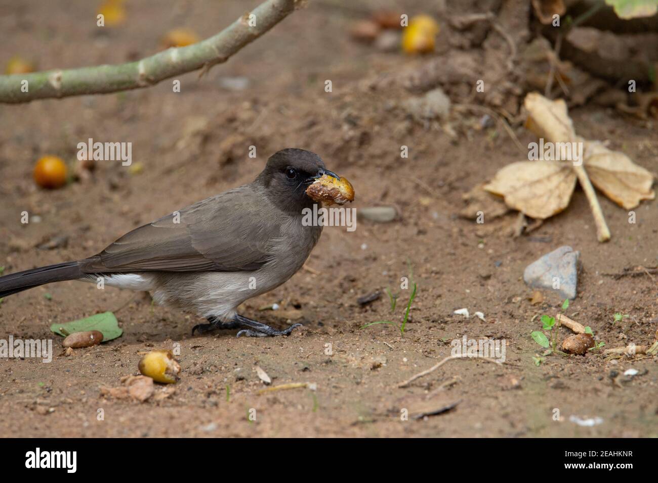 Bulbul comune (Pycnonotus barbatus) bulbul comune che si nuda su una frutta di data arancione Foto Stock