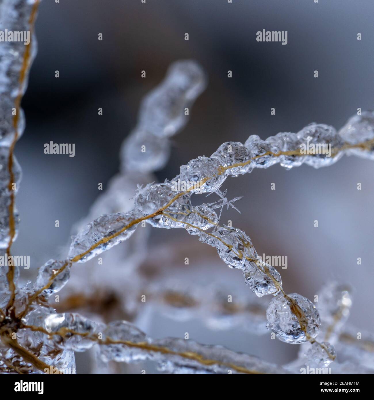 Ramoscelli ricoperti di ghiaccio dopo l'inverno freddo fronte con neve e. cristalli Foto Stock