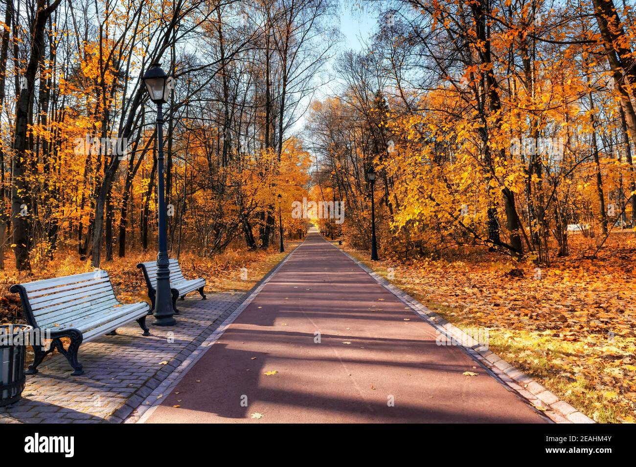 Autunno romantico vicolo con alberi colorati e panchine parco in autunno parco con luce solare soffusa. Autunno sfondo naturale. Foto Stock
