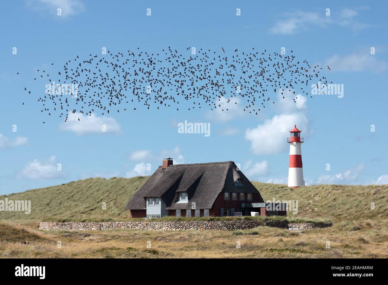 Gregge di uccelli che volano su una casa di paglia accanto a. Elenco East Light House sull'isola di sylt Foto Stock