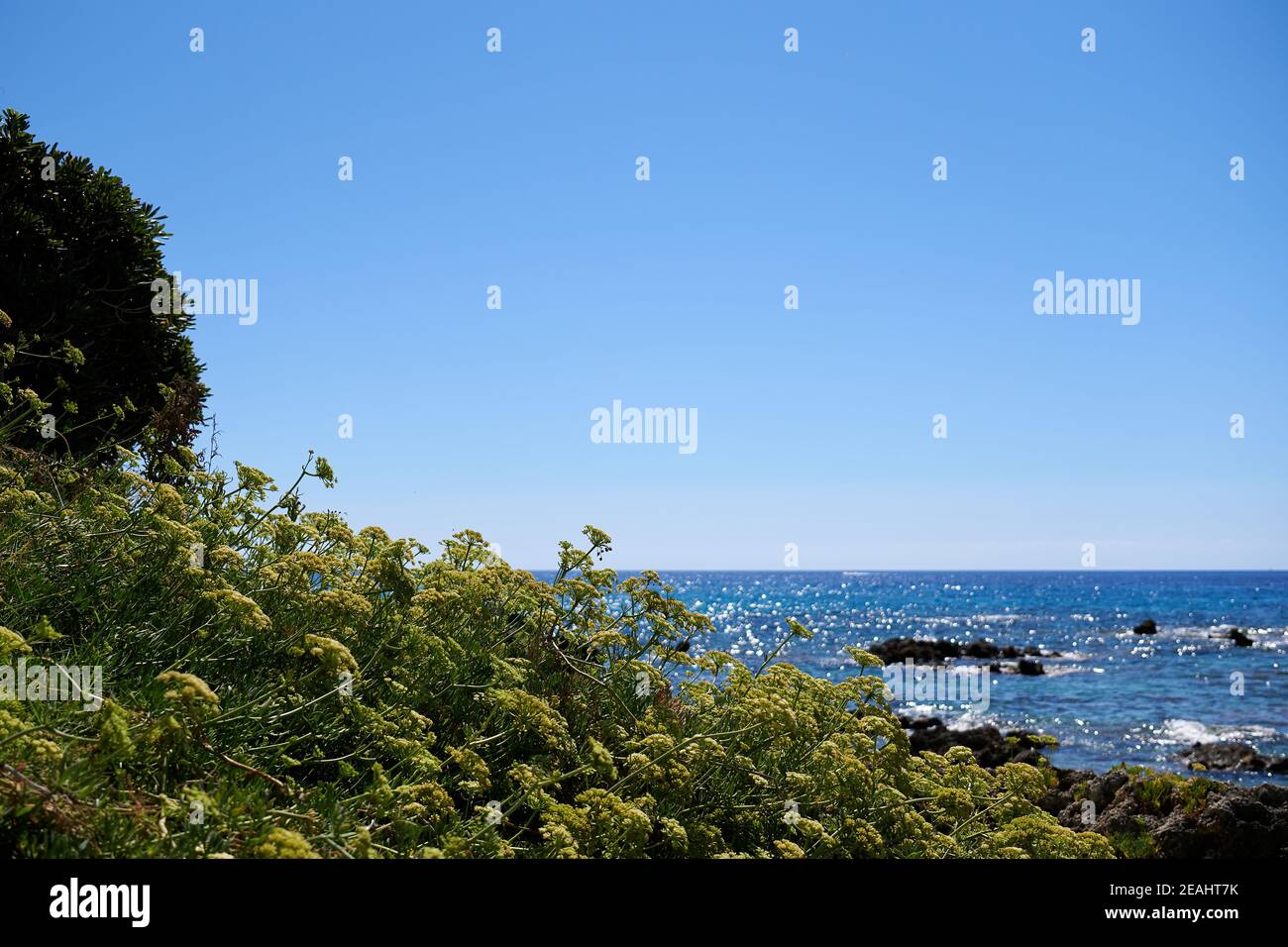 Il prezzemolo bianco fiorisce con il mare in un backgro a Belvedere Marittimo, Italia Foto Stock