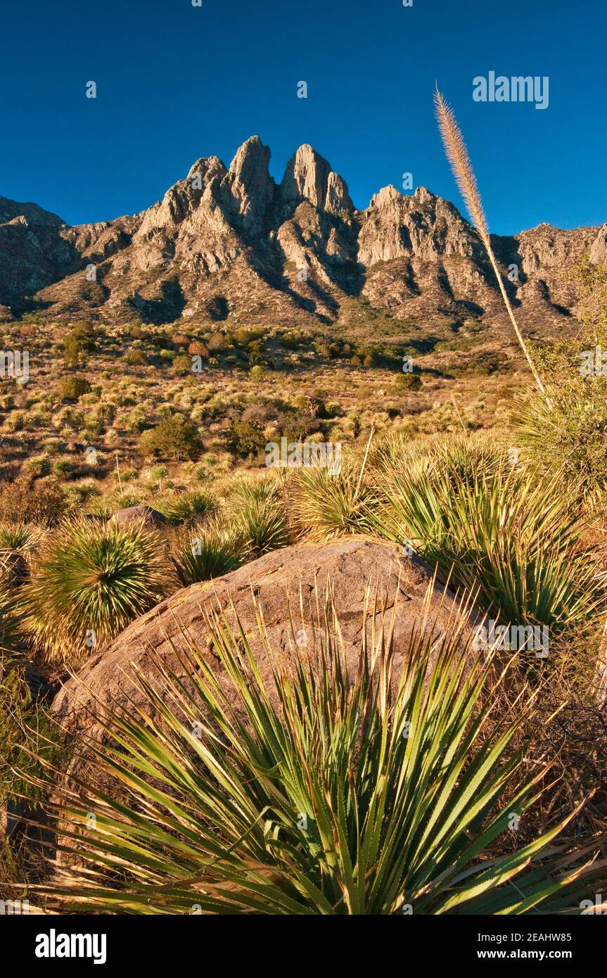 Orecchie di coniglio in Organ Mountains Desert Peaks National Monument, yucca in primo piano, zona di Aguirre Springs, vicino a Las Cruces, New Mexico, Stati Uniti Foto Stock