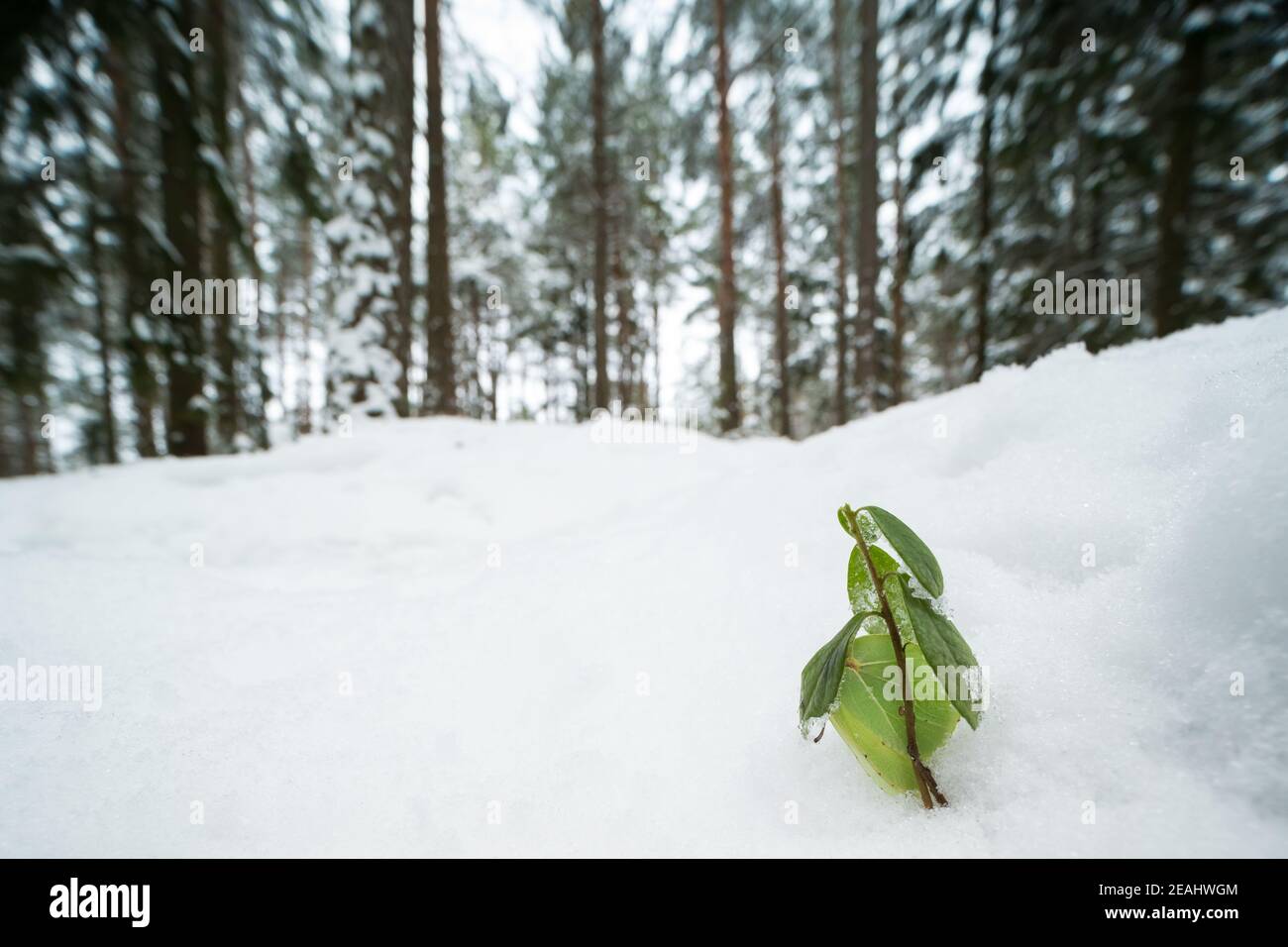 Pietra di pietra comune in ibernazione invernale, foresta selvaggia in Finlandia. Foto Stock