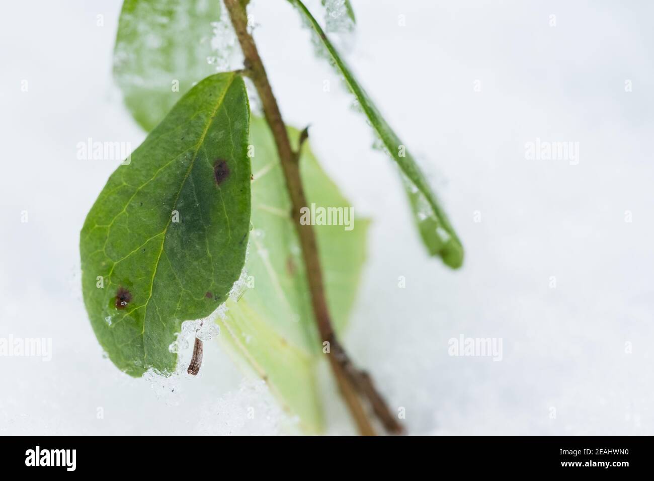 Pietra di pietra comune in ibernazione invernale, foresta selvaggia in Finlandia. Foto Stock