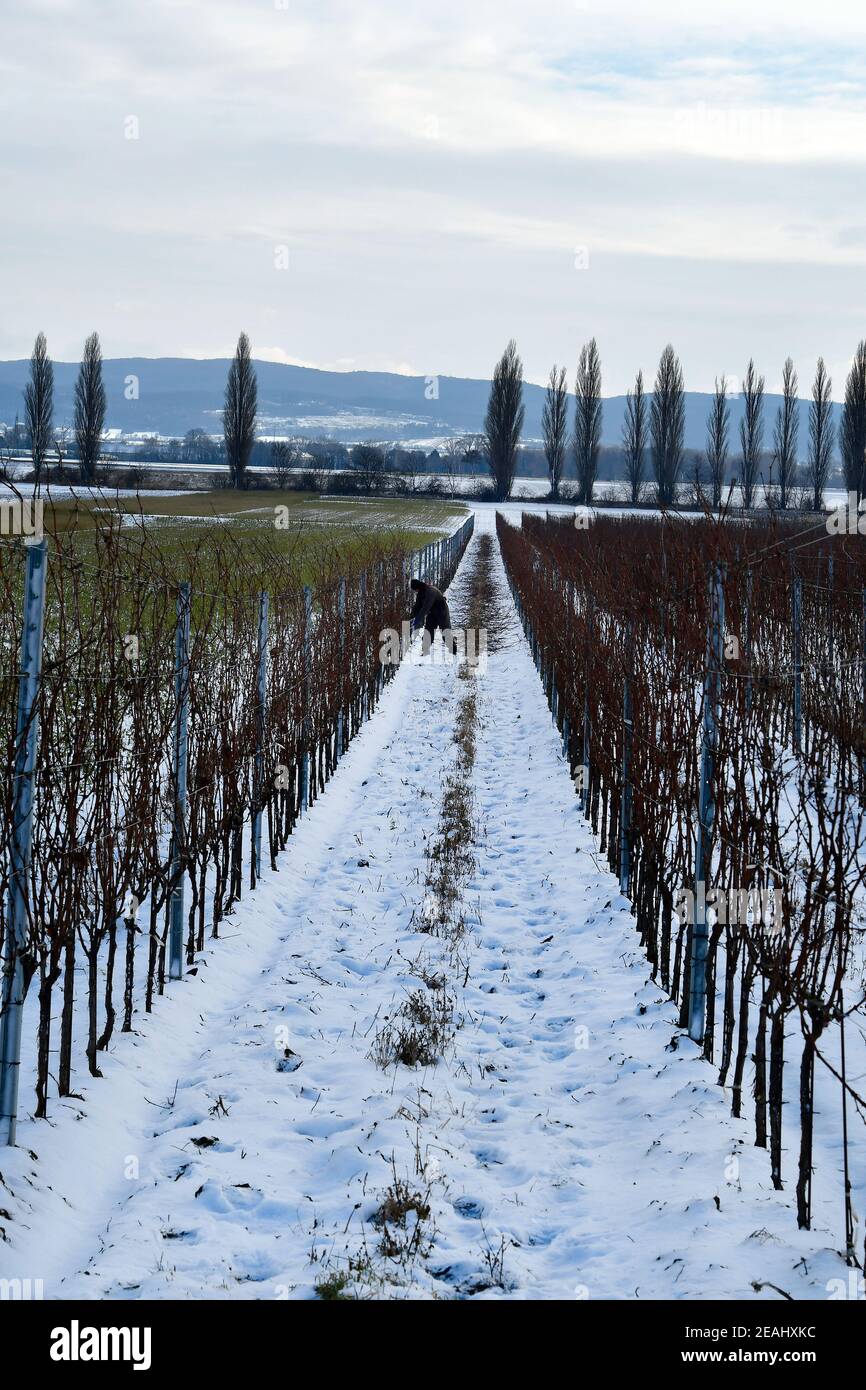 Austria, operaio nelle vigne potatrici in inverno nel villaggio di Reisenberg, bassa Austria Foto Stock