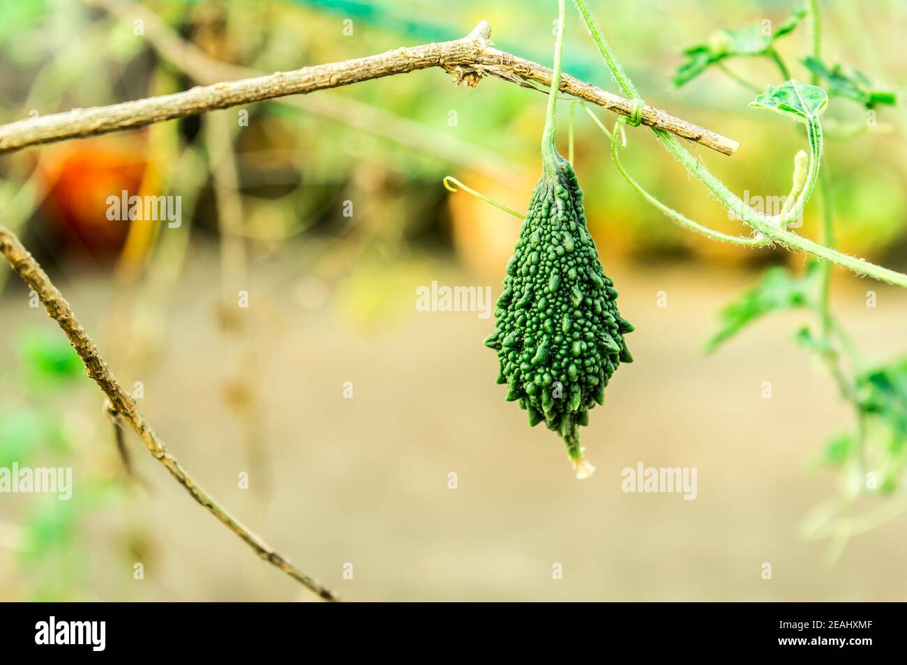 Ucche Karela Bitter Gourd o Bitter Melon (momordica charantia Cucurbitaceae) alla luce del sole del mattino. È una pianta vegetale di vite tropicale e subtropicale e frutto commestibile di amaro e sapore acaro. Foto Stock