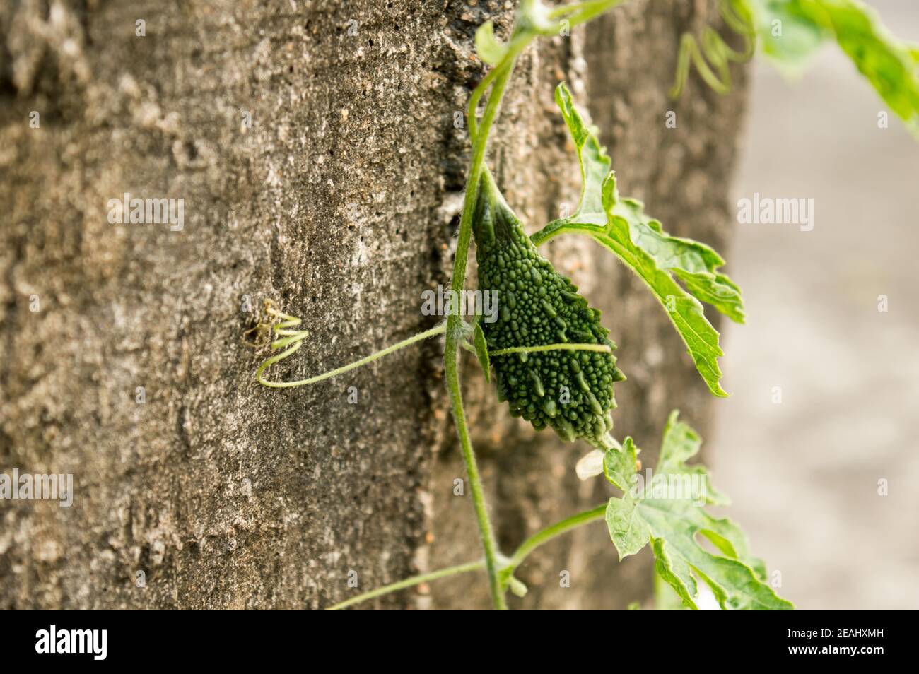 Ucche Karela Bitter Gourd o Bitter Melon (momordica charantia Cucurbitaceae) alla luce del sole del mattino. È una pianta vegetale di vite tropicale e subtropicale e frutto commestibile di amaro e sapore acaro. Foto Stock