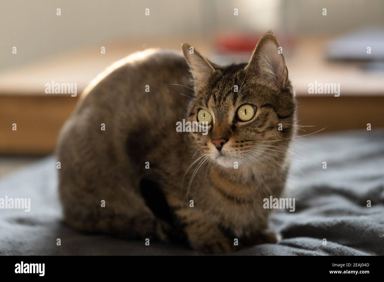 il gatto tabby si siede sul divano Foto Stock