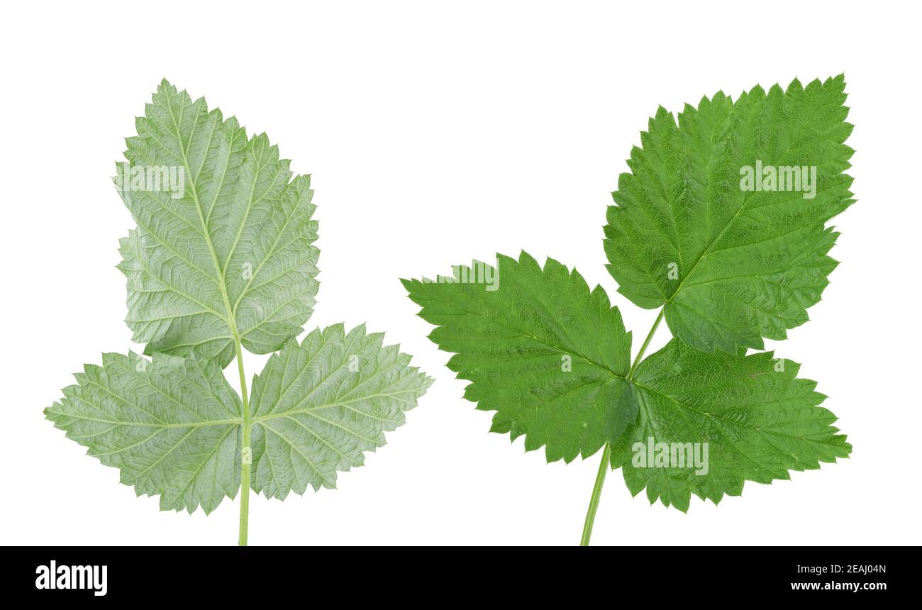 vari rami foglie di lampone verde isolate su sfondo bianco Foto Stock