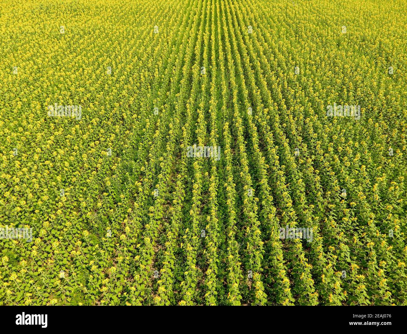 Vista aerea di campi agricoli fioritura semi oleosi. Campo di girasoli. Vista dall'alto. Foto Stock