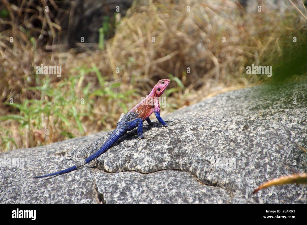 Mwanza piatto testa agama nel parco Serengeti in Tanzania Foto Stock
