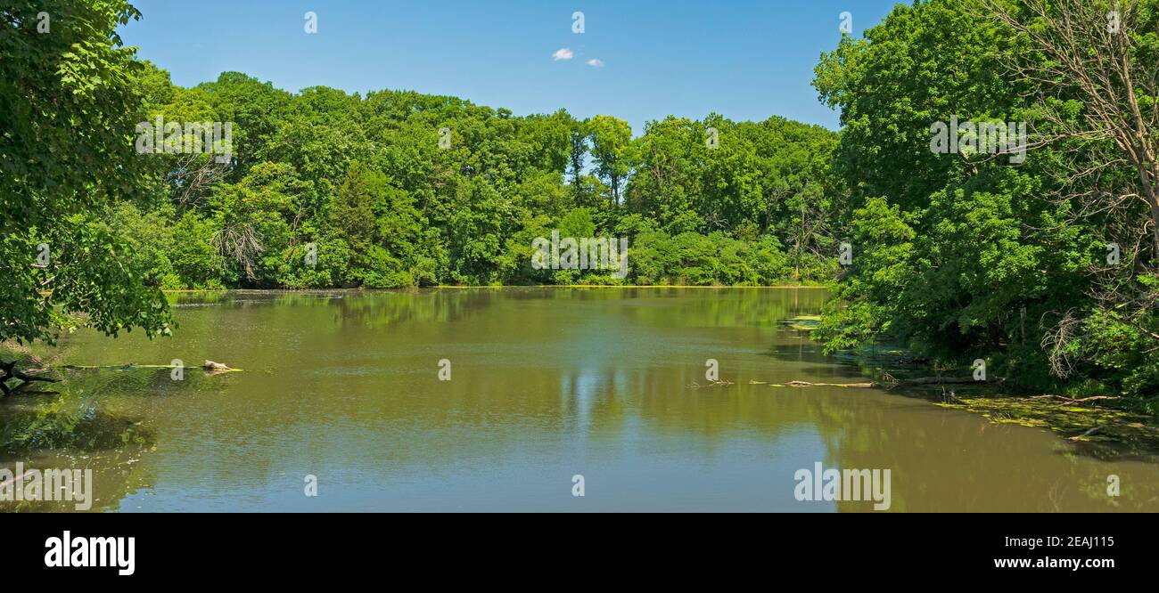 Crescita verdeggiante su un lago Placid Foto Stock