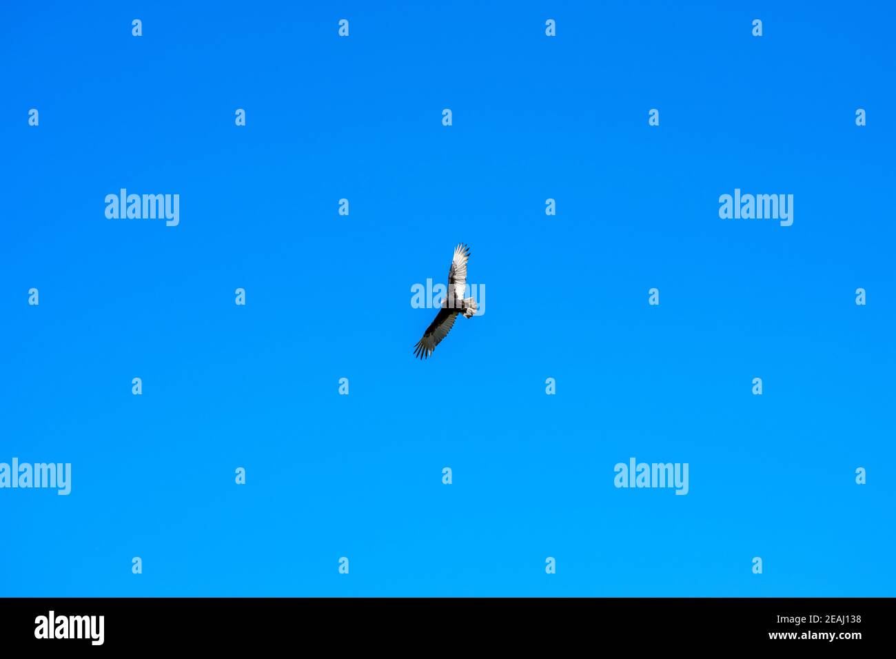 Un avvoltoio di Turchia che volano attraverso un cielo blu chiaro Foto Stock