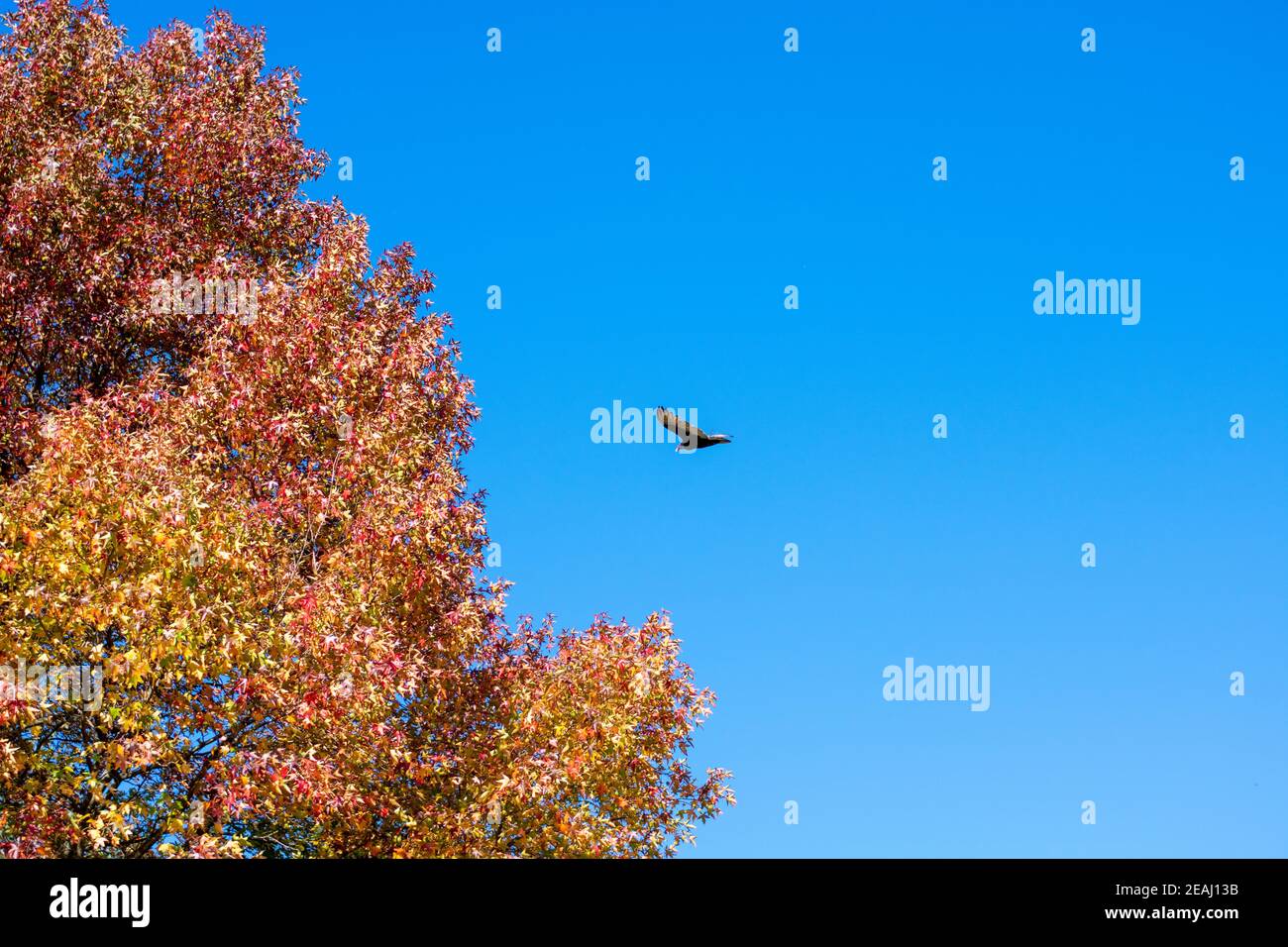 Un avvoltoio di Turchia che volano attraverso un cielo blu chiaro Avanti Ad un albero arancione Foto Stock