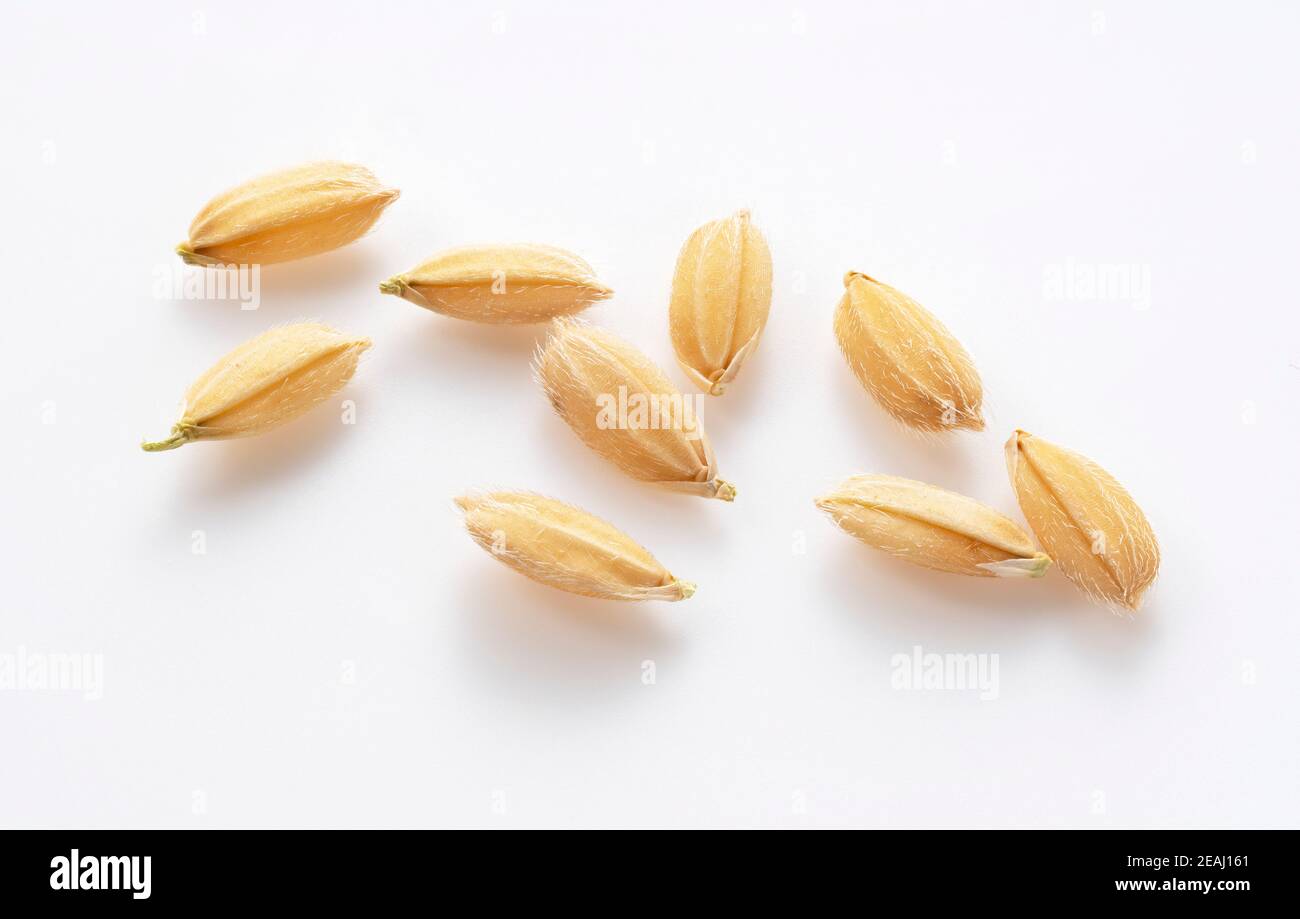 Un grano di riso con una pelle su un bianco sfondo Foto Stock