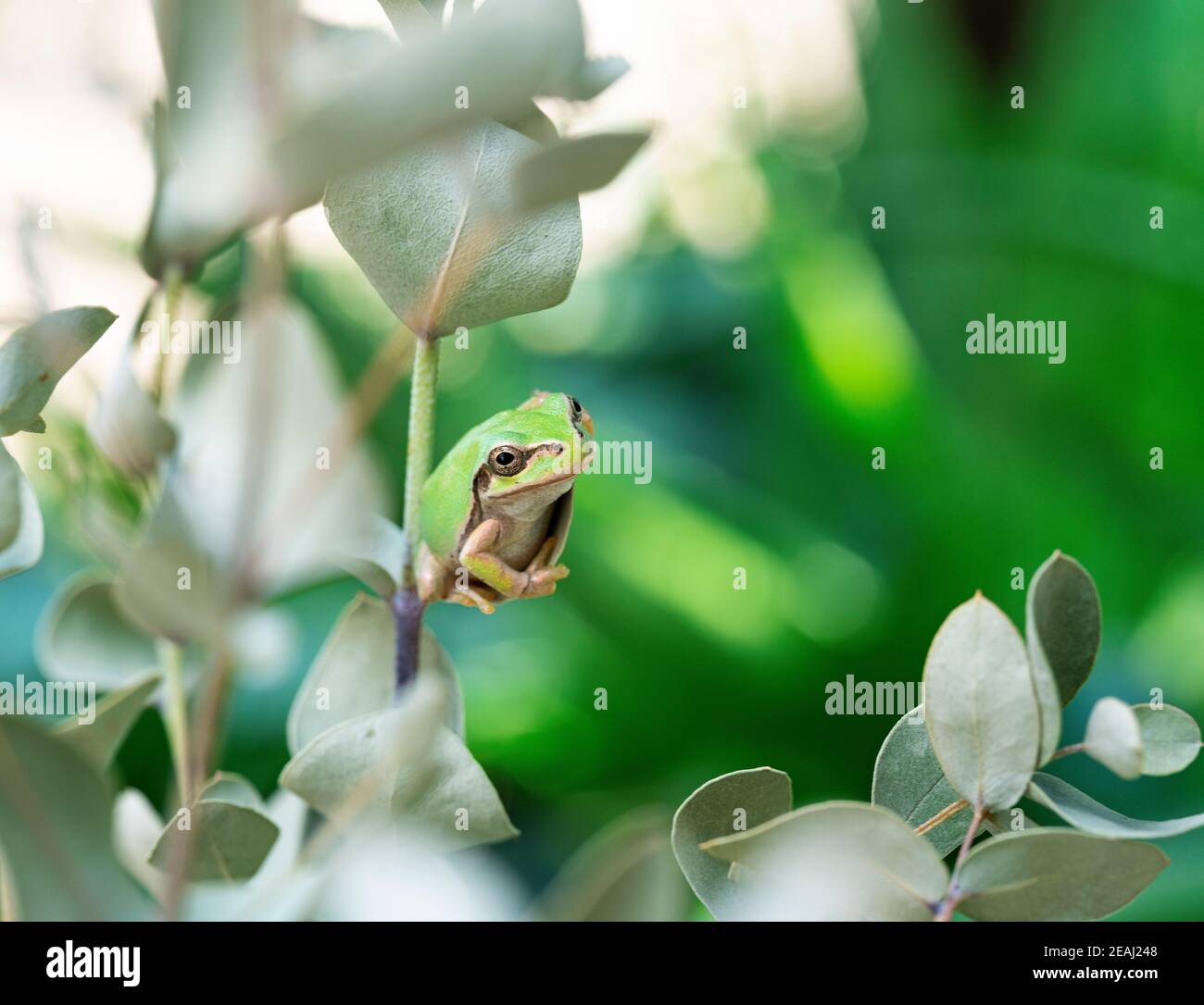 Una rana su una foglia di eucalipto Foto Stock