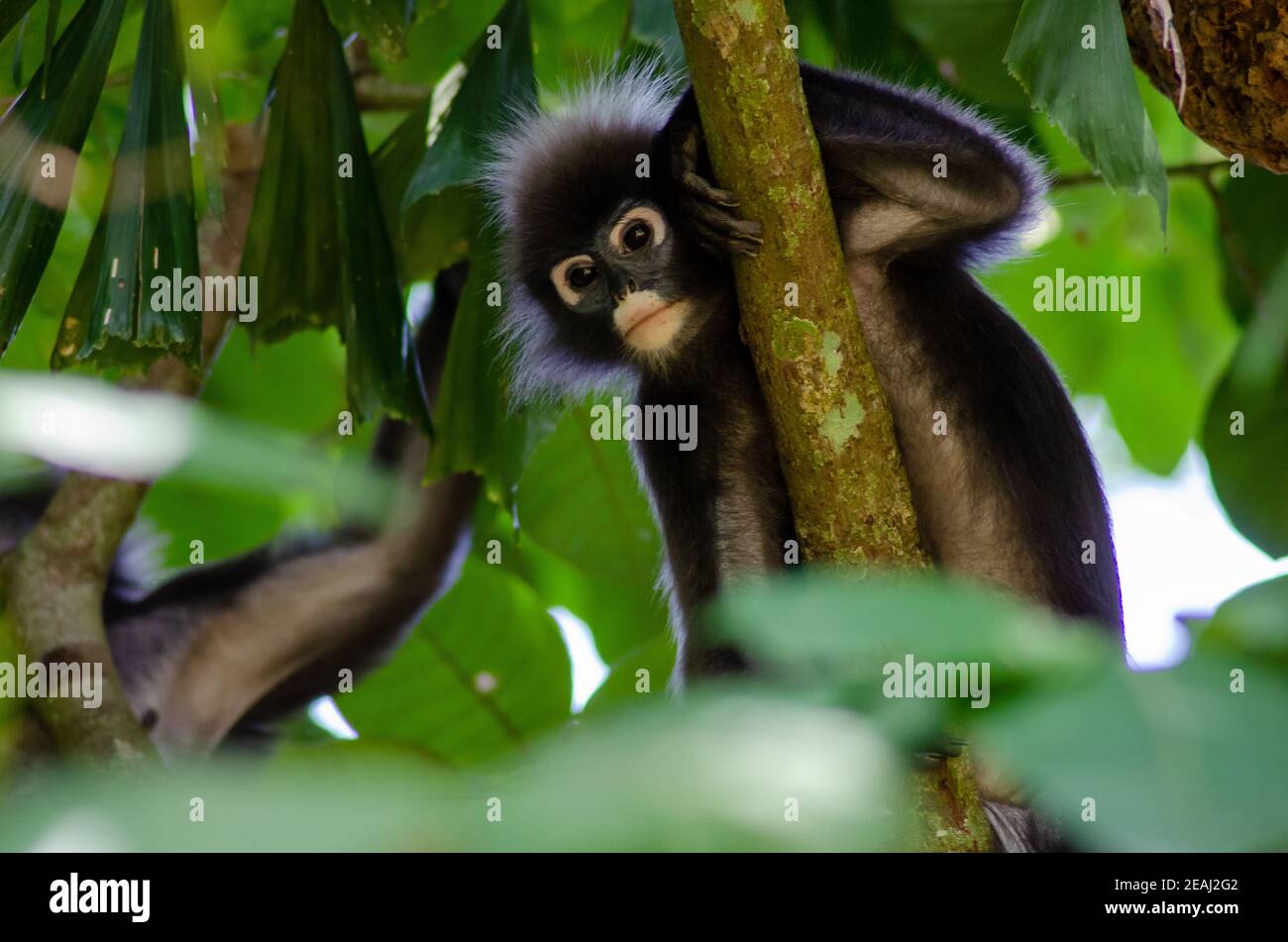 La scimmietta della foglia, langur Foto Stock