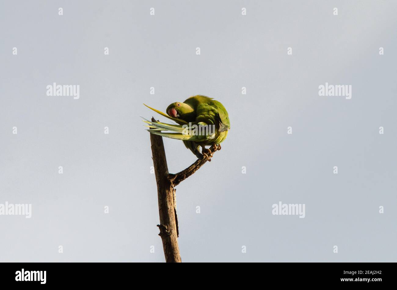 Gioco di uccello verde all'albero Foto Stock